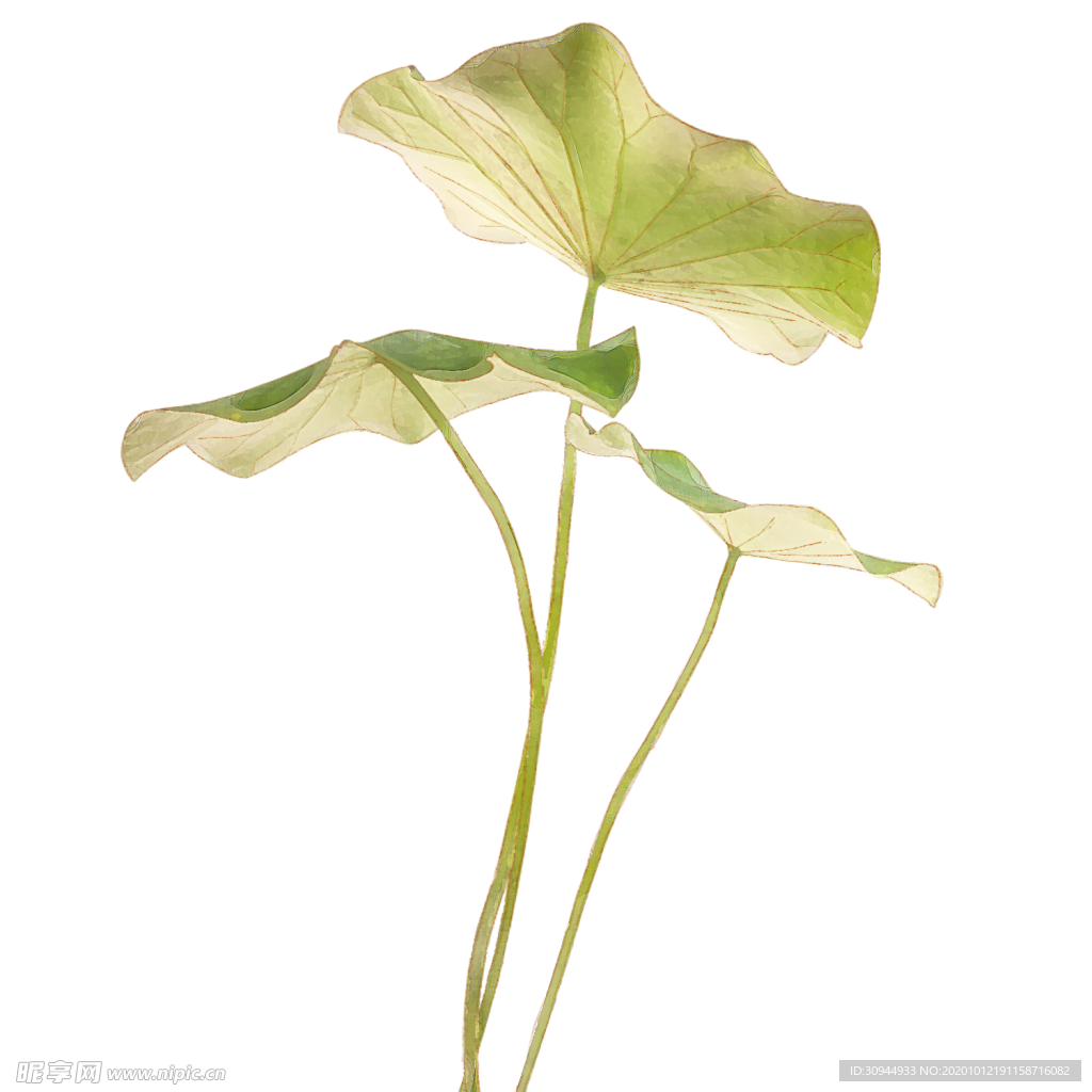 荷花元素