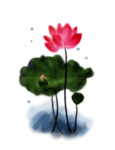 荷花元素