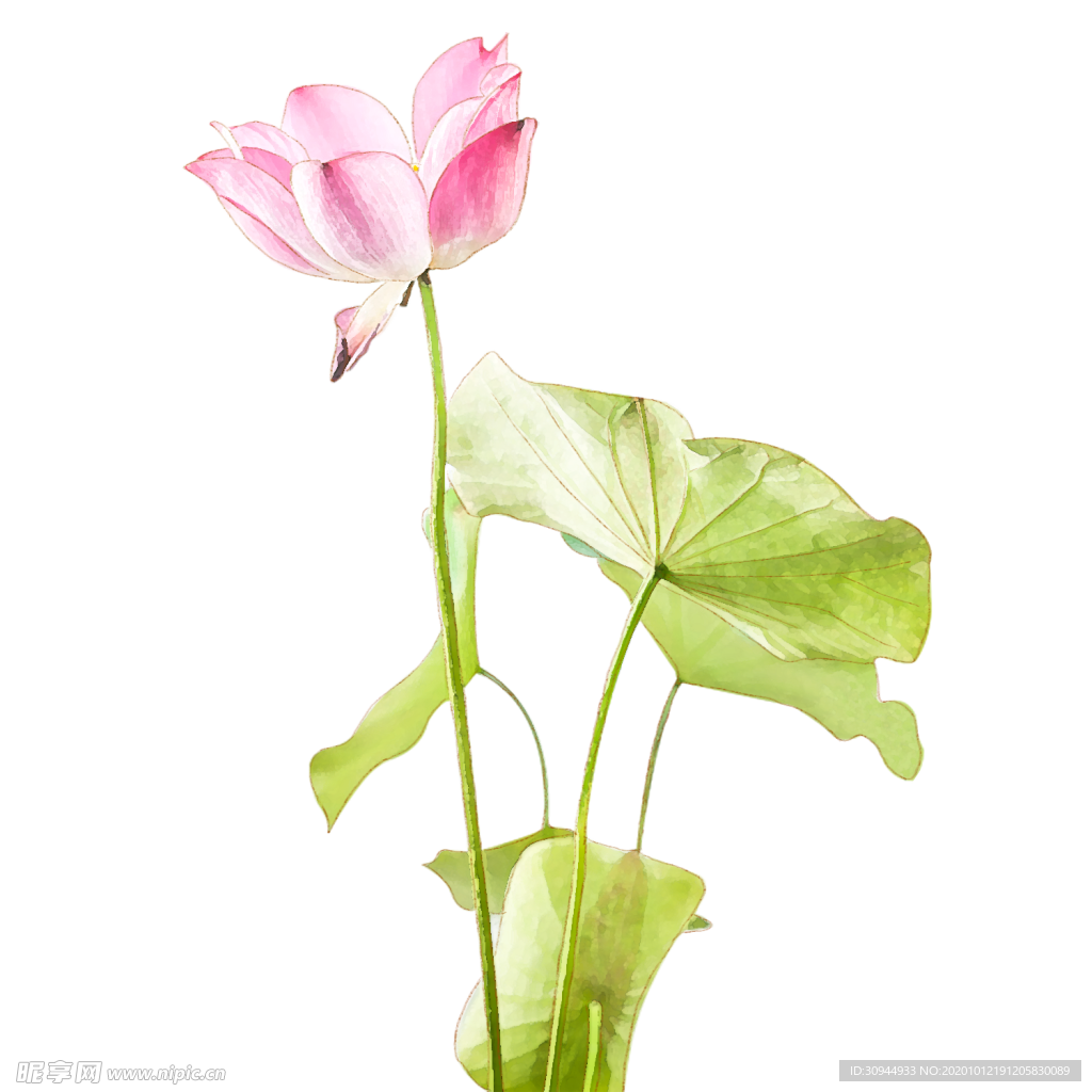 荷花元素