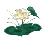 荷花元素