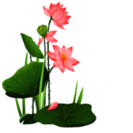 荷花元素