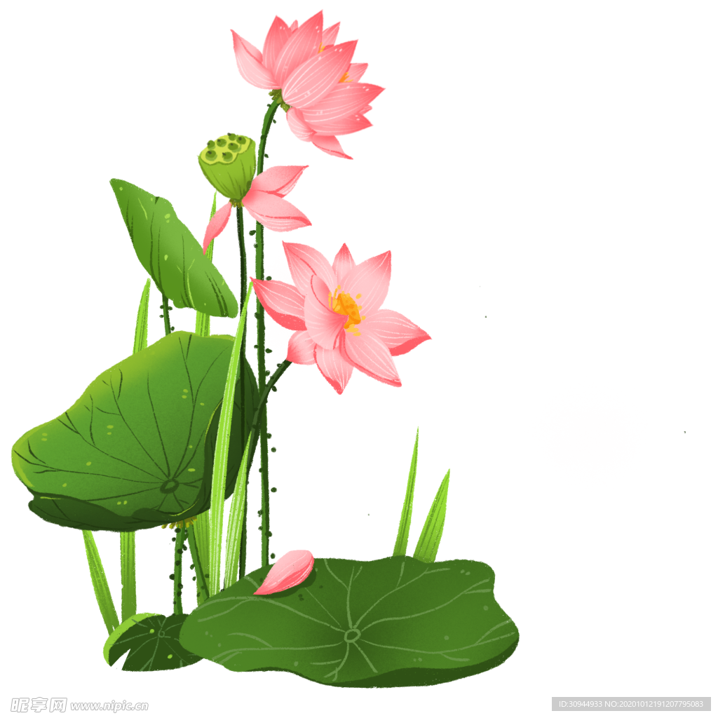 荷花元素