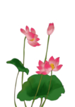 荷花元素