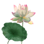 荷花元素