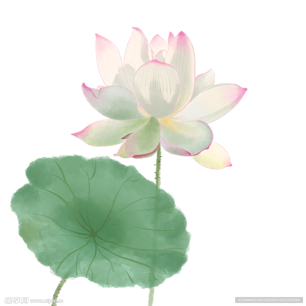 荷花元素