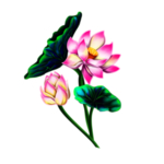 荷花元素