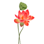 荷花元素