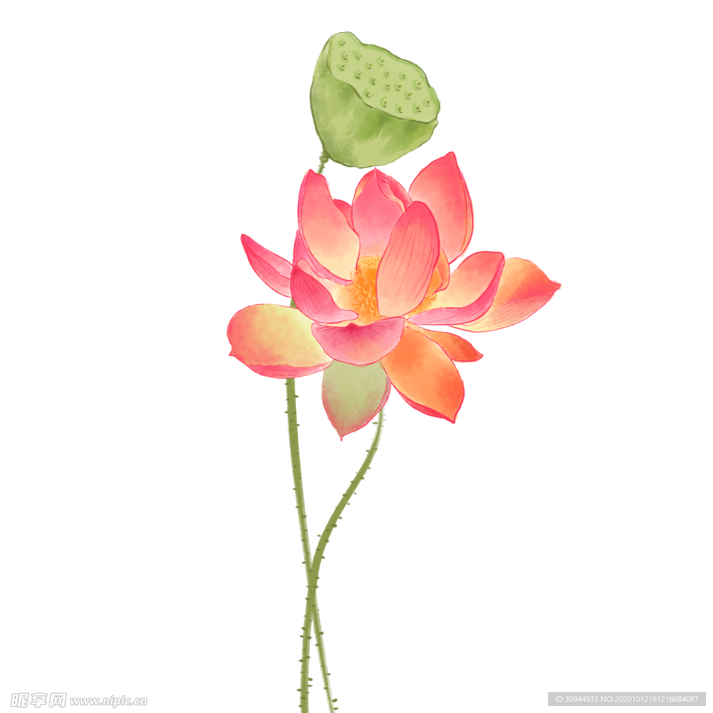 荷花元素