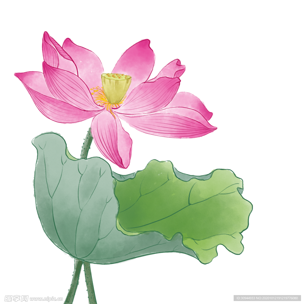 荷花元素
