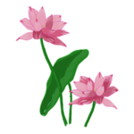 荷花元素