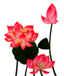 荷花元素
