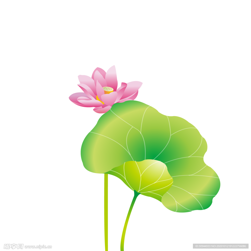 荷花元素