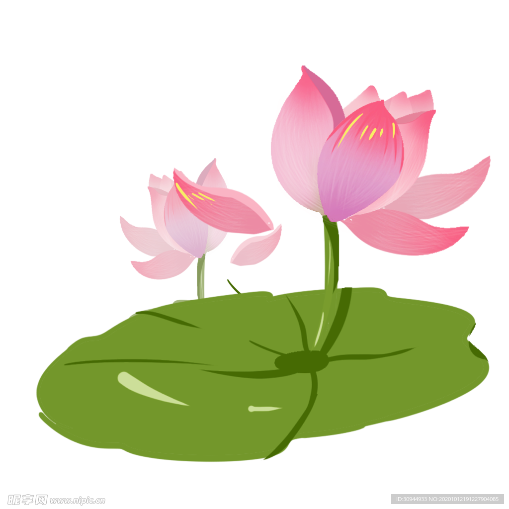 荷花元素