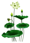 荷花元素