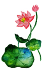 荷花元素