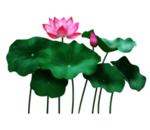 荷花元素