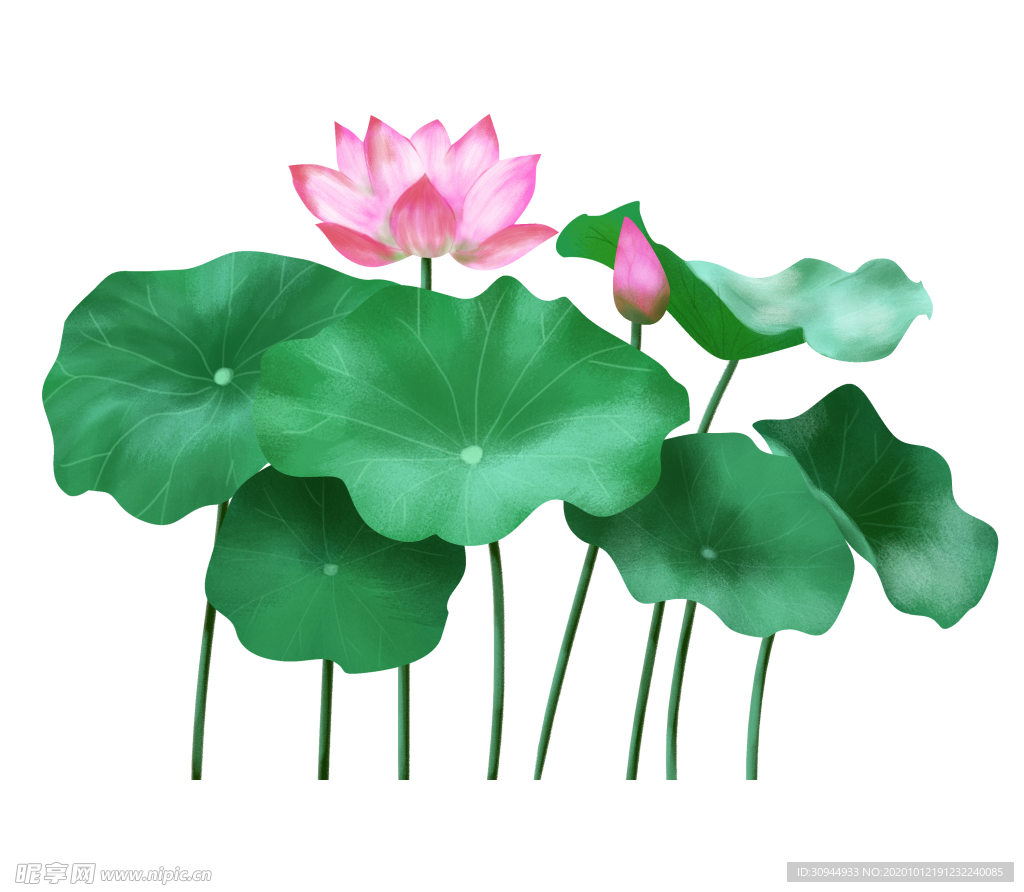 荷花元素