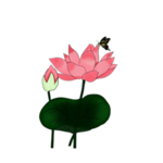 荷花元素