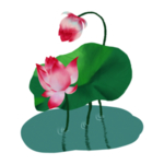 荷花元素