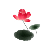 荷花元素