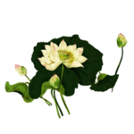 荷花元素