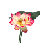 荷花元素
