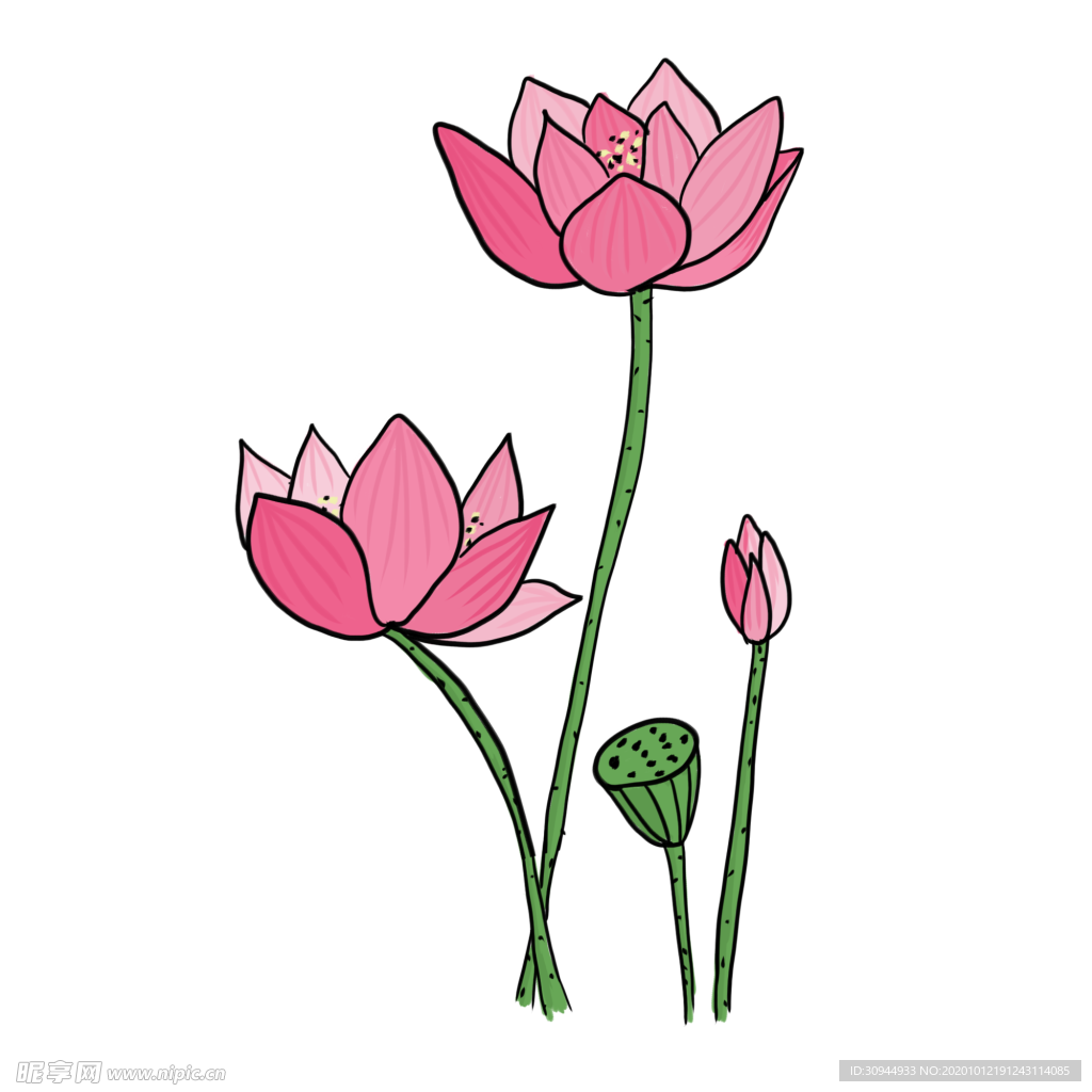 荷花元素