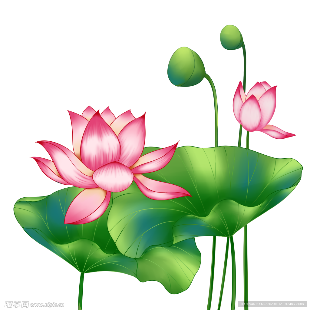 荷花元素