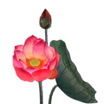 荷花元素