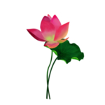 荷花元素