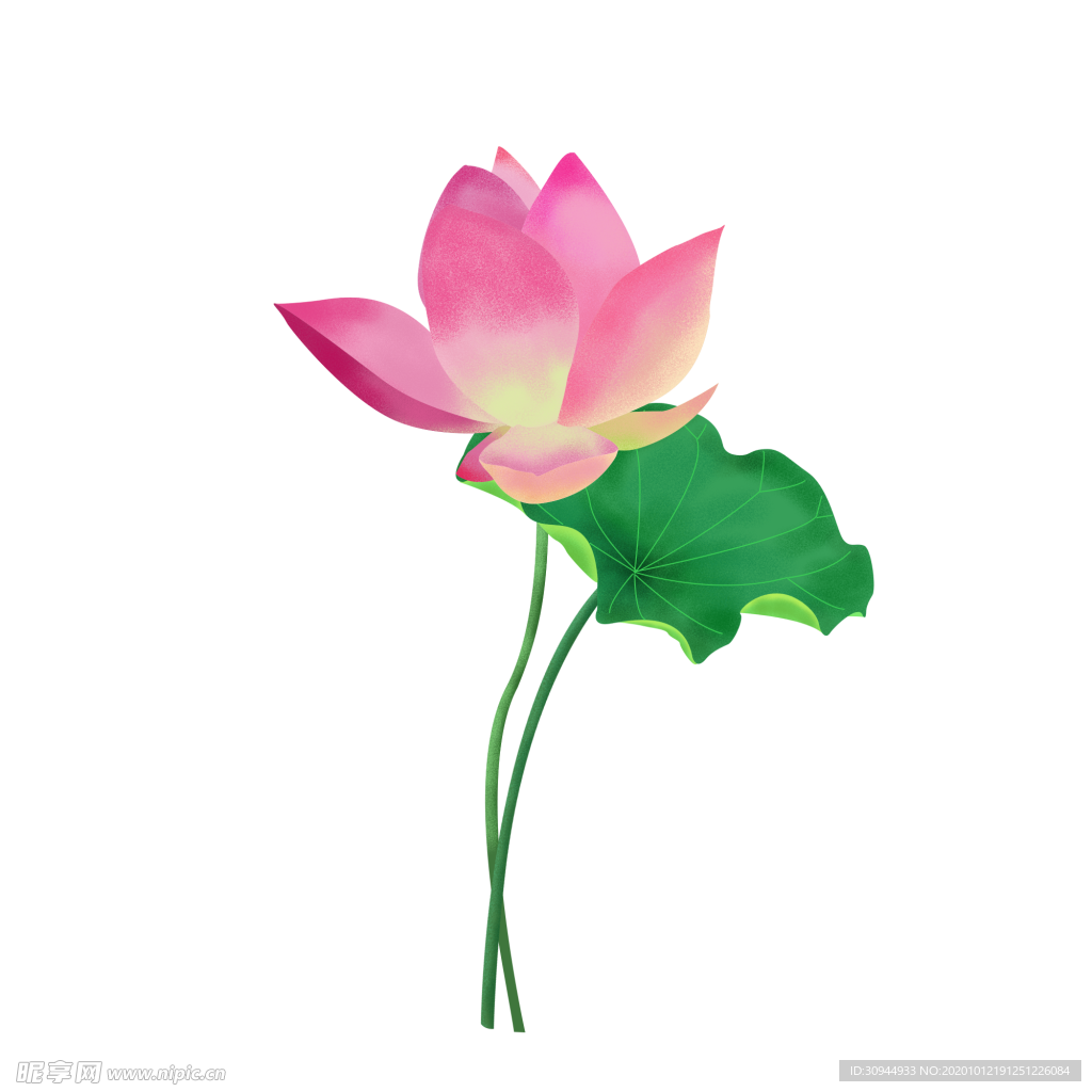 荷花元素