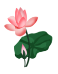 荷花元素