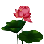 荷花元素