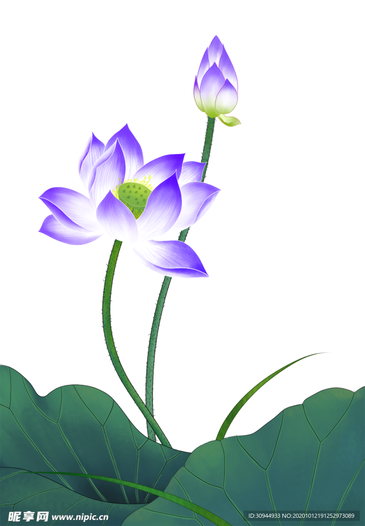 荷花元素