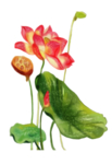 荷花元素