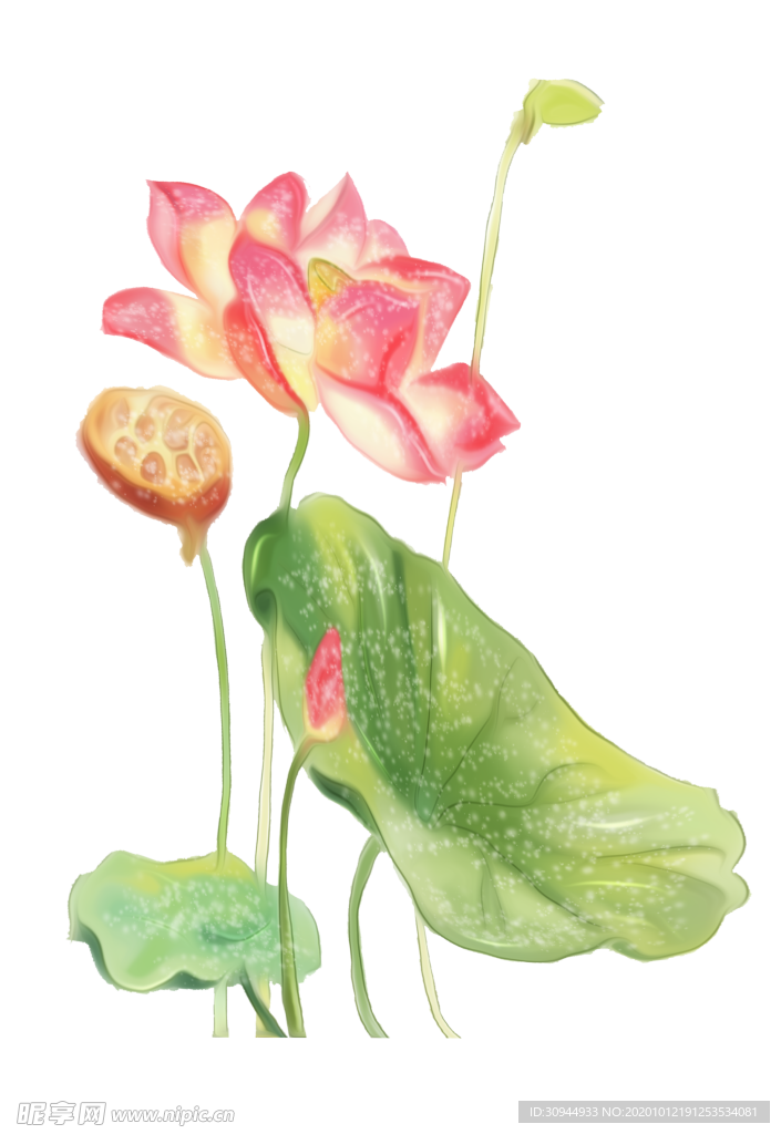荷花元素