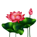 荷花元素