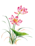 荷花元素