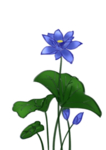 荷花元素