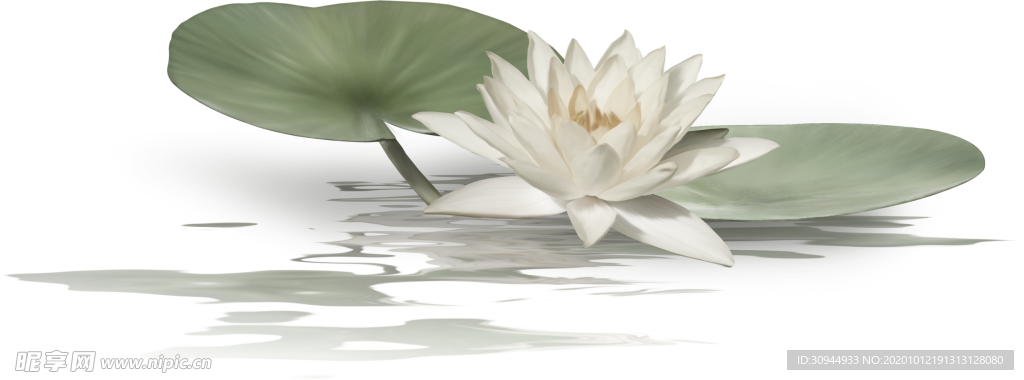 荷花元素