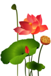 荷花元素