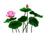 荷花元素