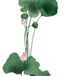 荷花元素