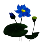 荷花元素