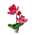 荷花元素