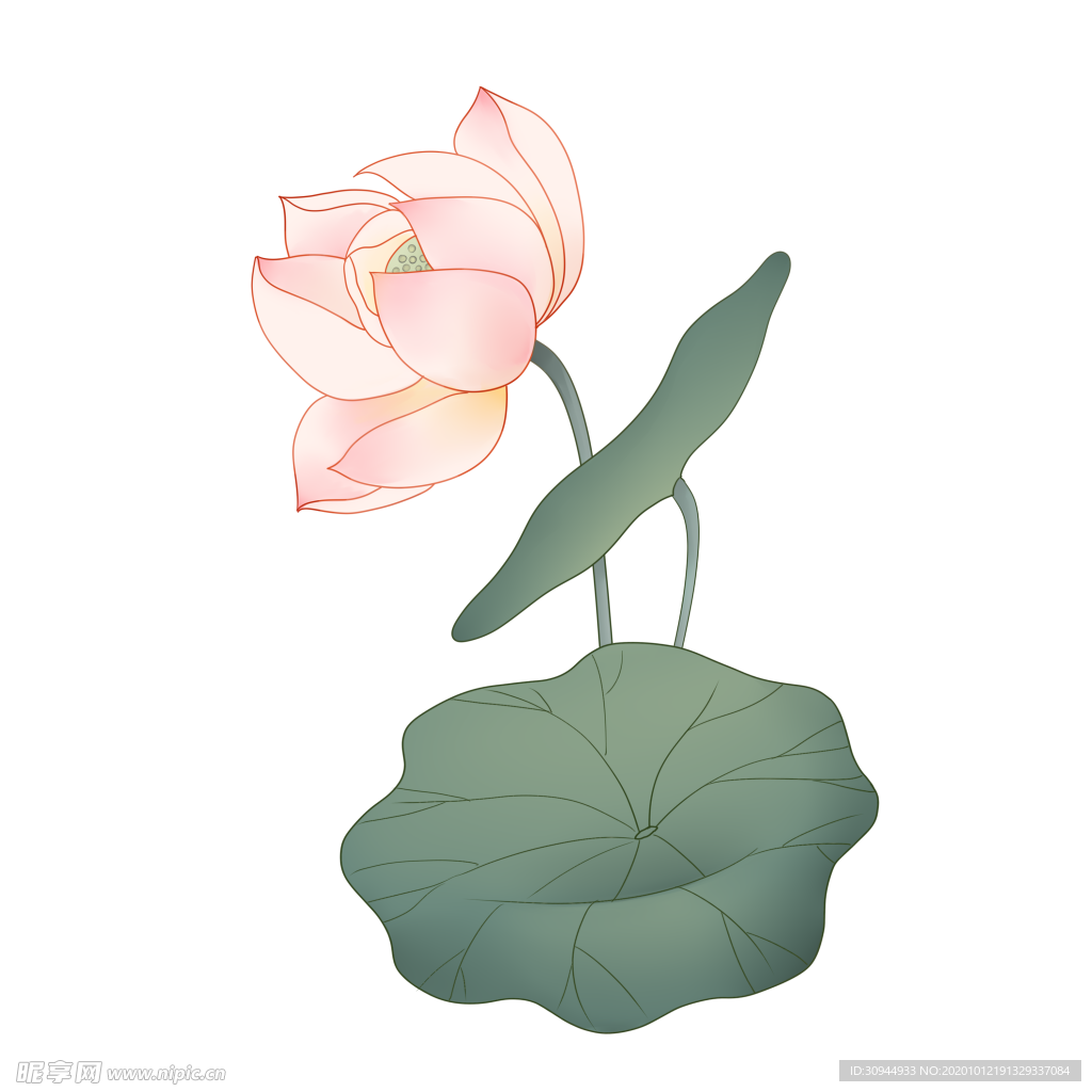 荷花元素