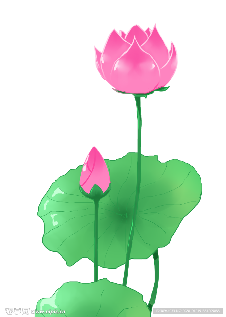 荷花元素