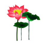 荷花元素