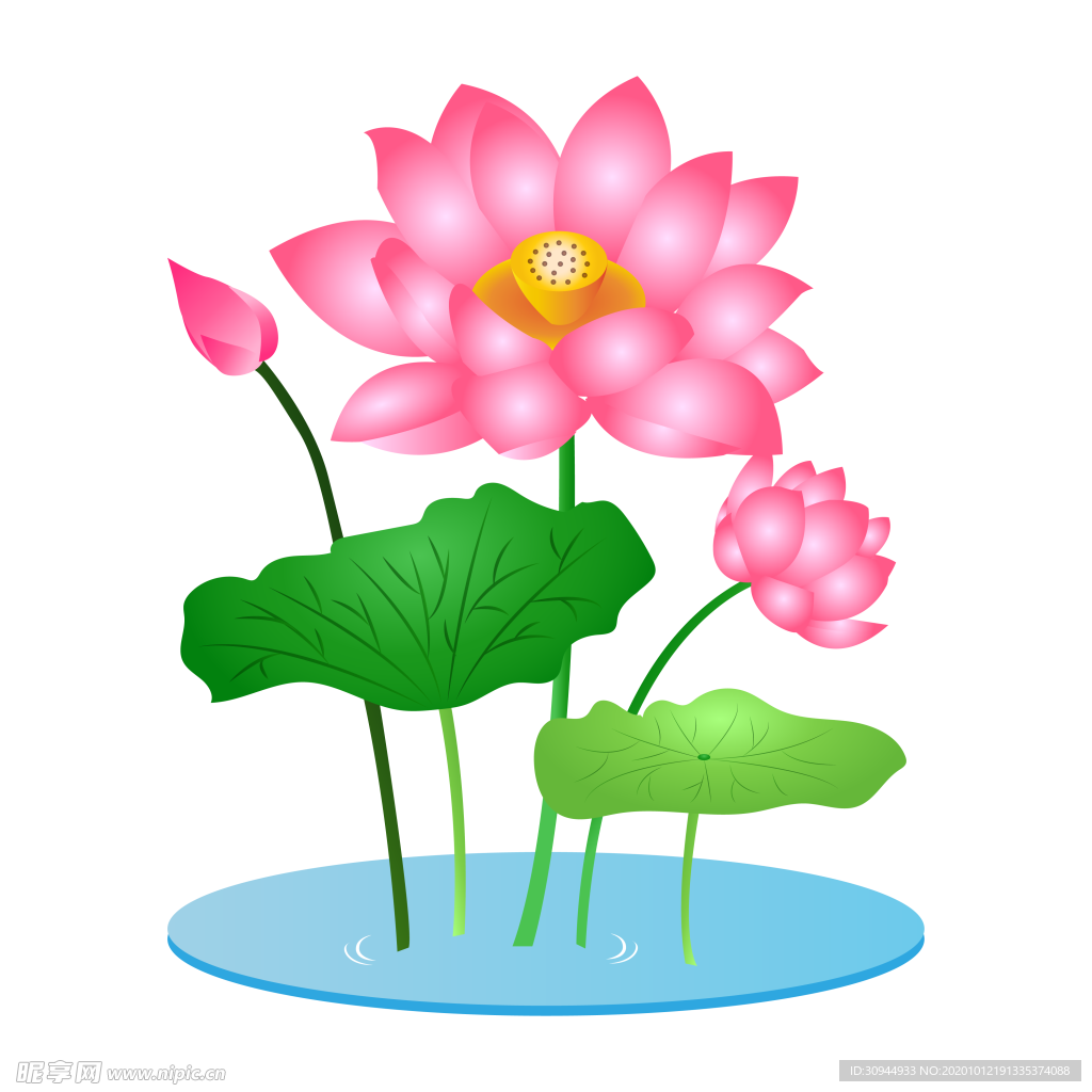 荷花元素