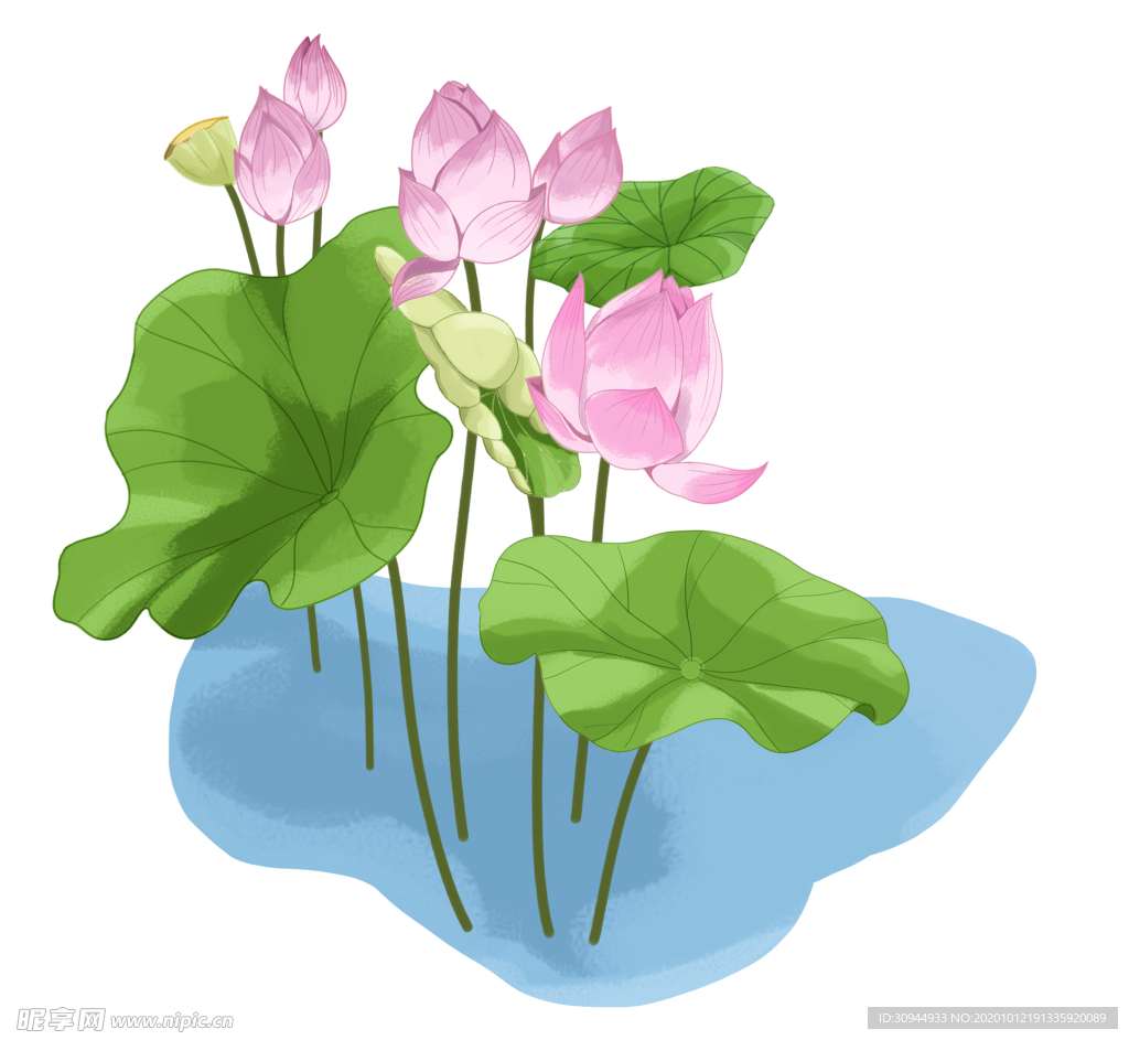 荷花元素